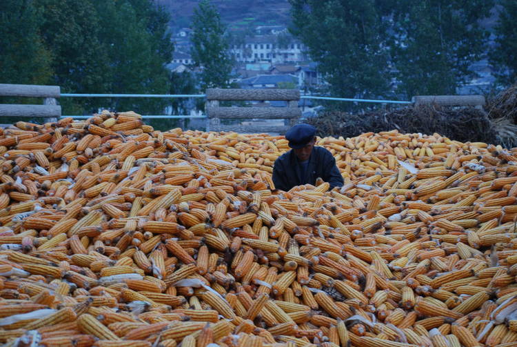 northkorea_corn
